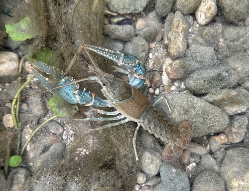 Virile Crayfish, photo 4 of 8
