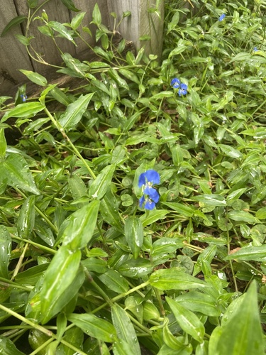Foto de Trapoeraba
