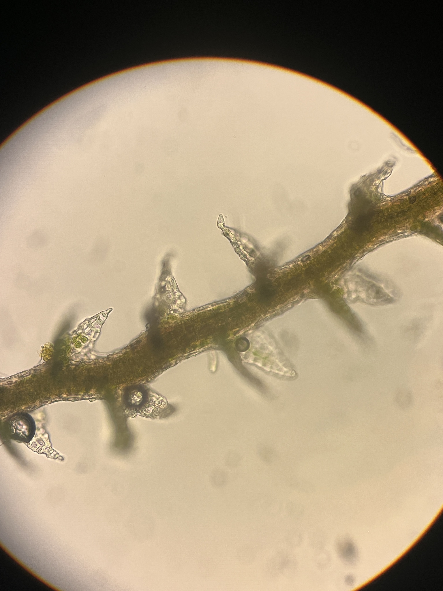 Cephaloziella kilohanensis