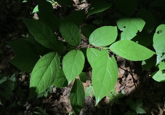 Calycanthus floridus