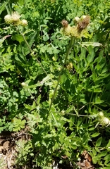 Cirsium remotifolium