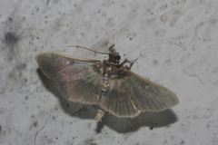 Apilocrocis brumalis