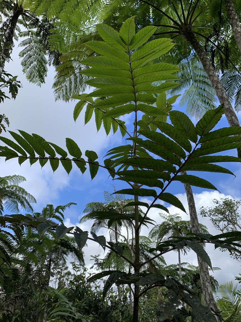 West Indian sumac