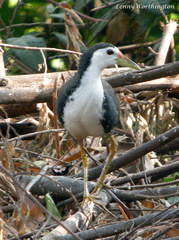 Amaurornis phoenicurus