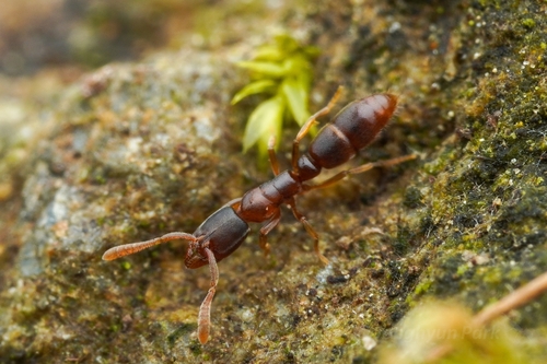 日本猛蚁Ponera japonica
