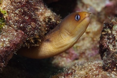 Gymnothorax melatremus