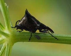 Scolopterus penicillatus