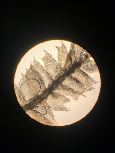 Cryptolophocolea, 2024-12-15