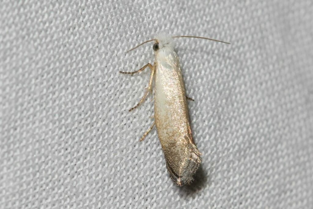 Tinea monophthalma