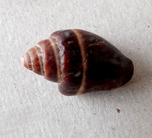 Strigatella decurtata, 2024-12-14