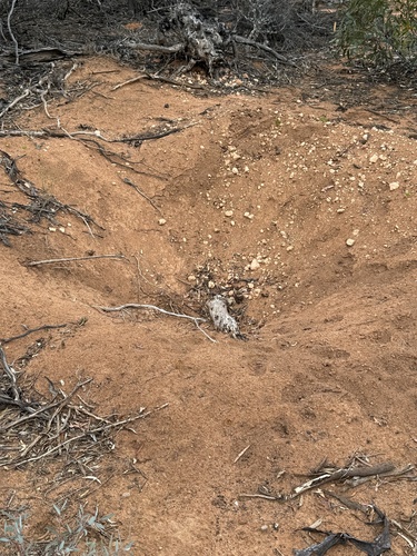 Malleefowl (Leipoa ocellata), photo 4