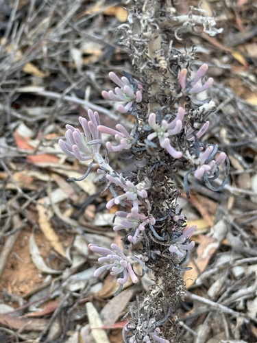 Erect Mallee Bluebush (Maireana pentatropis)