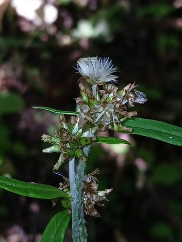 Image of Euchiton japonicus by (c) naturewatchwidow, some rights reserved (CC BY)
