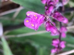 Thyrsanthemum floribundum