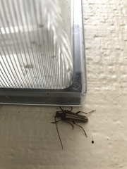 Ortholeptura valida