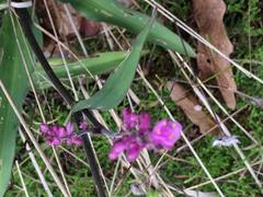 Thyrsanthemum floribundum