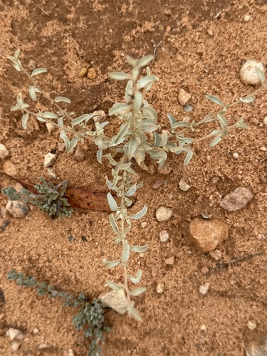 Kidney Saltbush (Atriplex stipitata)