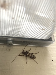 Ortholeptura valida
