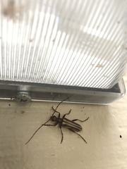 Ortholeptura valida