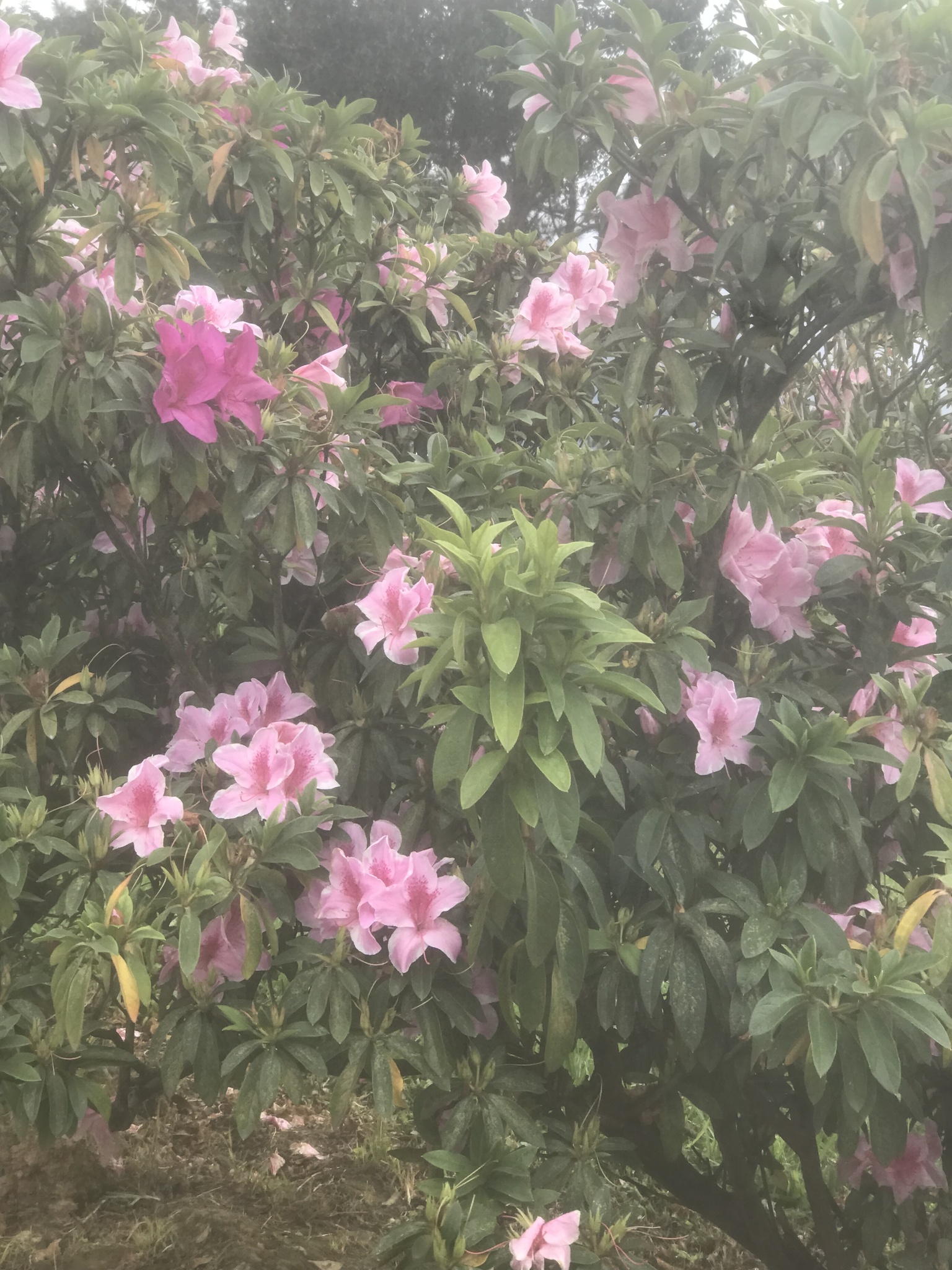 Rhododendron simsii (Rhododendron simsii)
