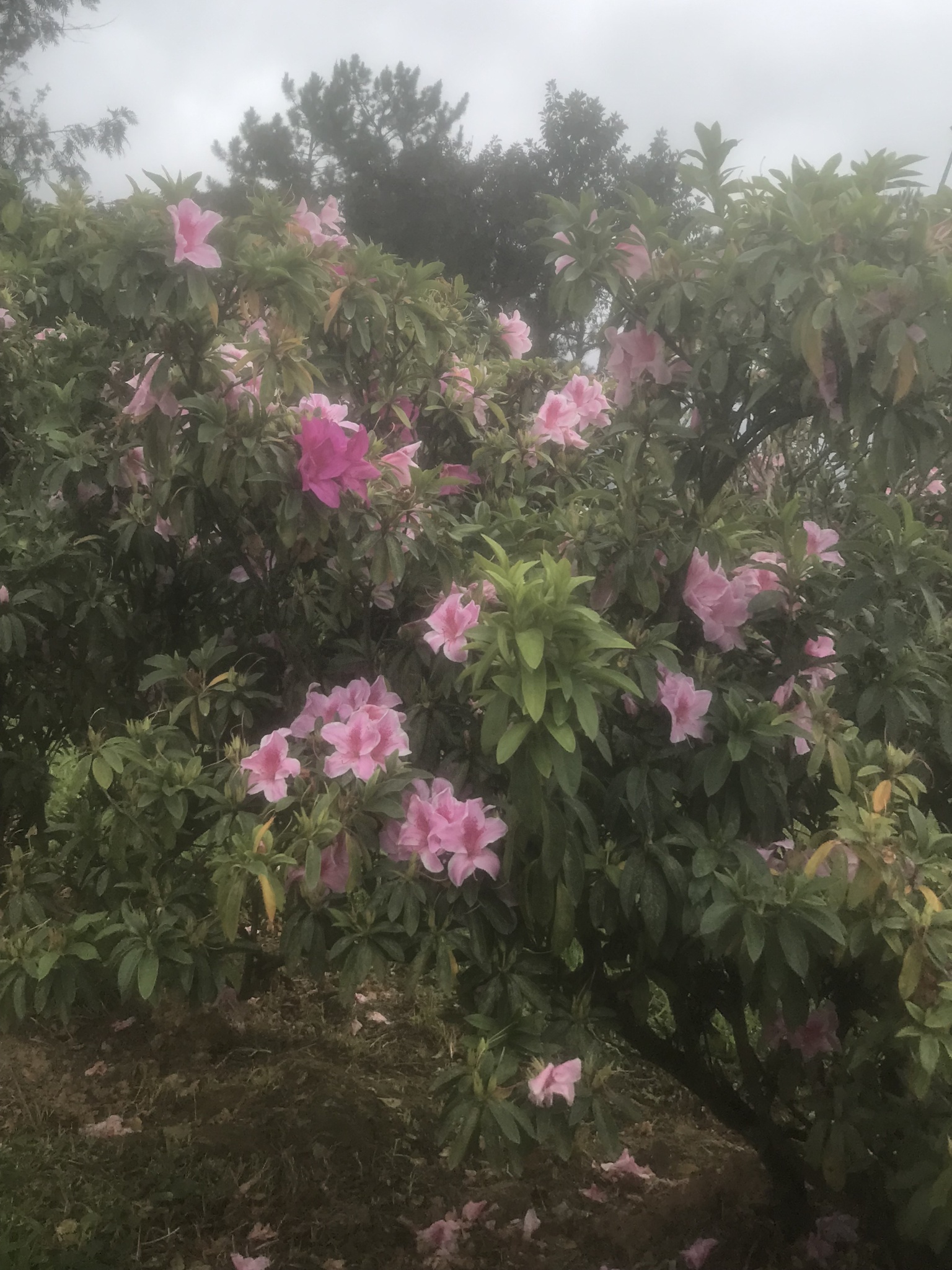 Rhododendron simsii — ảnh 2