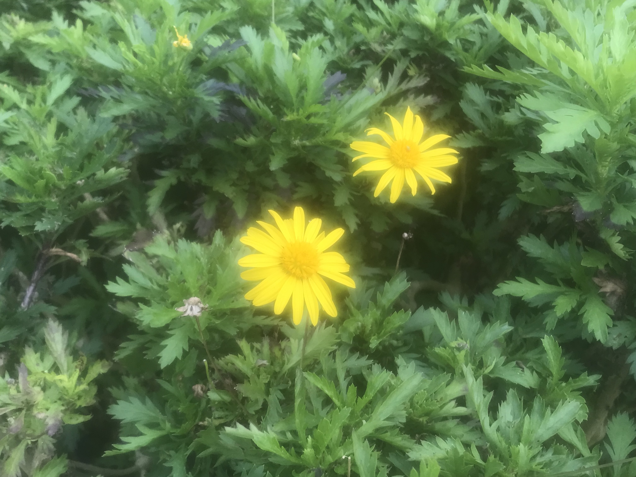 Euryops chrysanthemoides (Euryops chrysanthemoides)