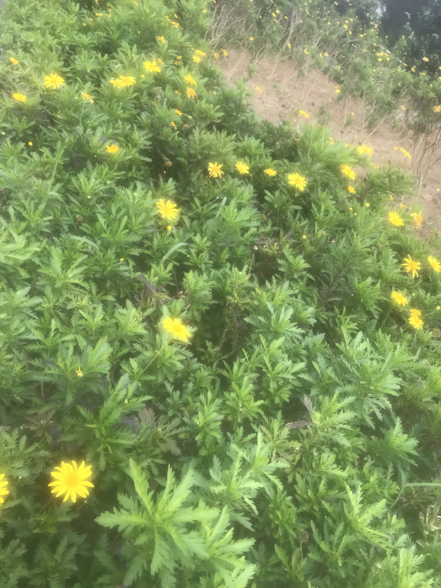 Euryops chrysanthemoides — ảnh 2