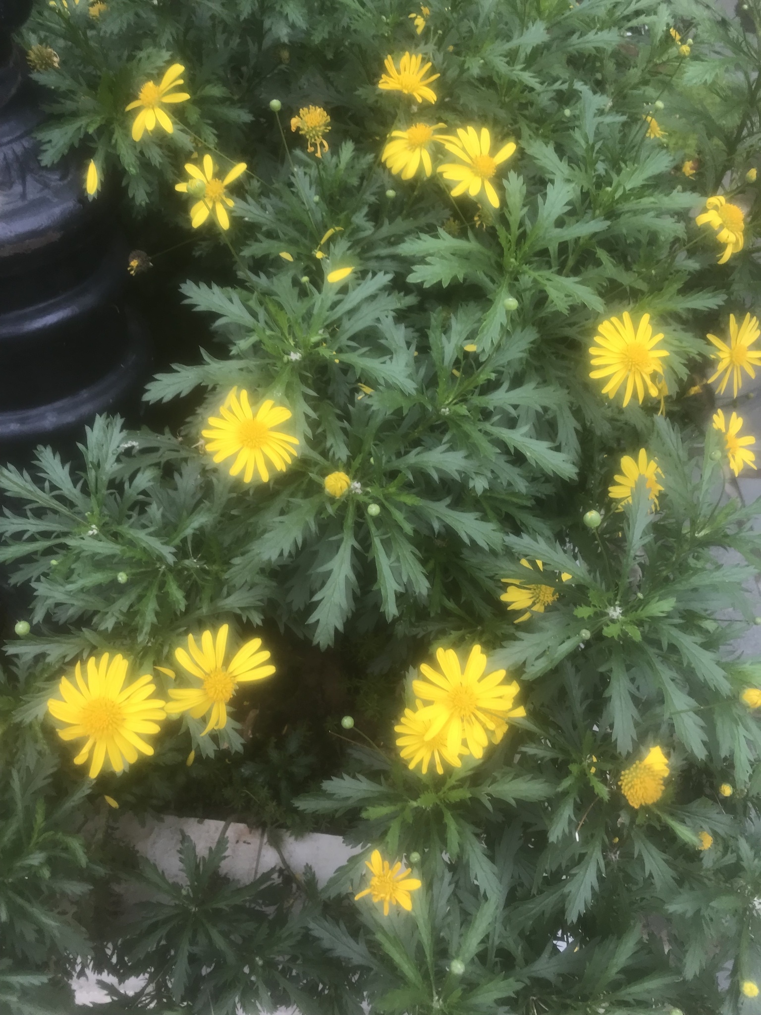 Euryops chrysanthemoides — ảnh 3
