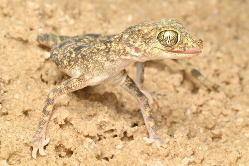 Gulf Short-fingered Gecko, Pseudoceramodactylus khobarensis