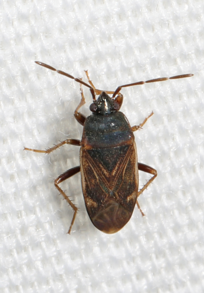 Seed bug