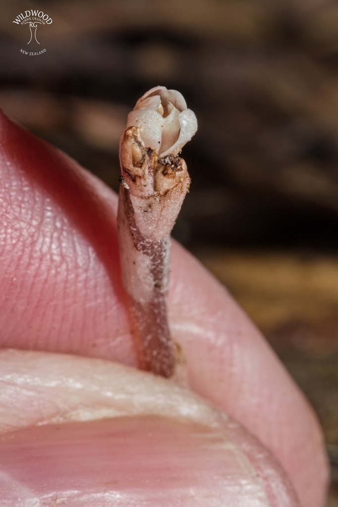 Danhatchia australis