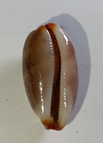 Cypraea isabellamexicana, 2025-01-05