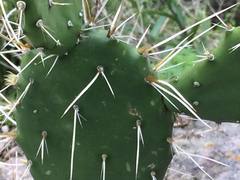 Opuntia atropes