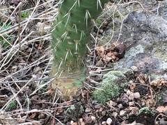 Opuntia atropes