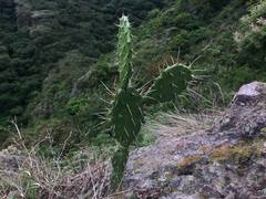 Opuntia atropes