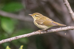 Arctic Warbler photo 3
