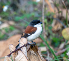 Burmese Shrike photo 1