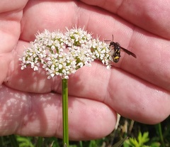 Leucospis
