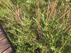 Salix lutea