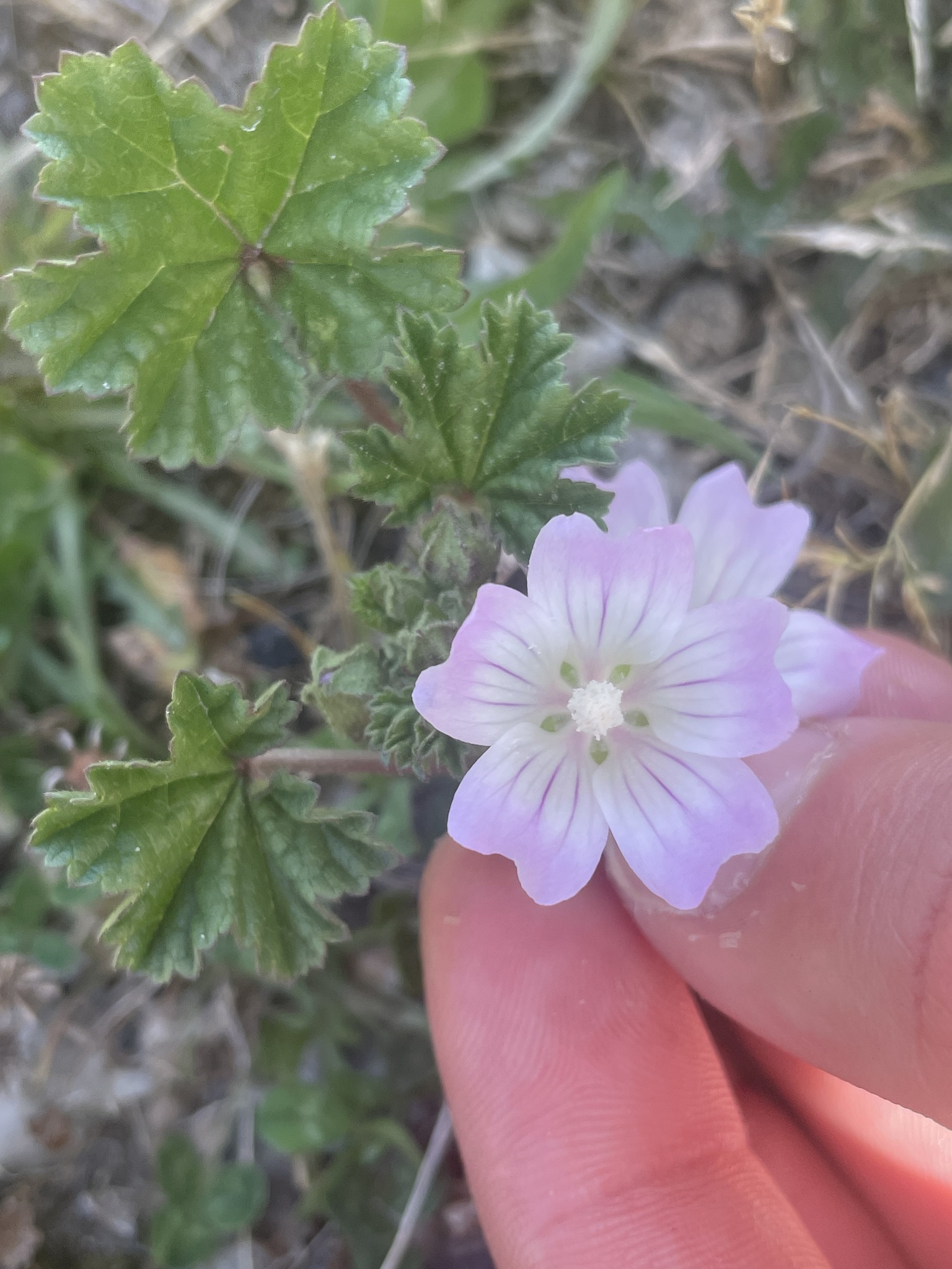 Imagem de Malva-branca