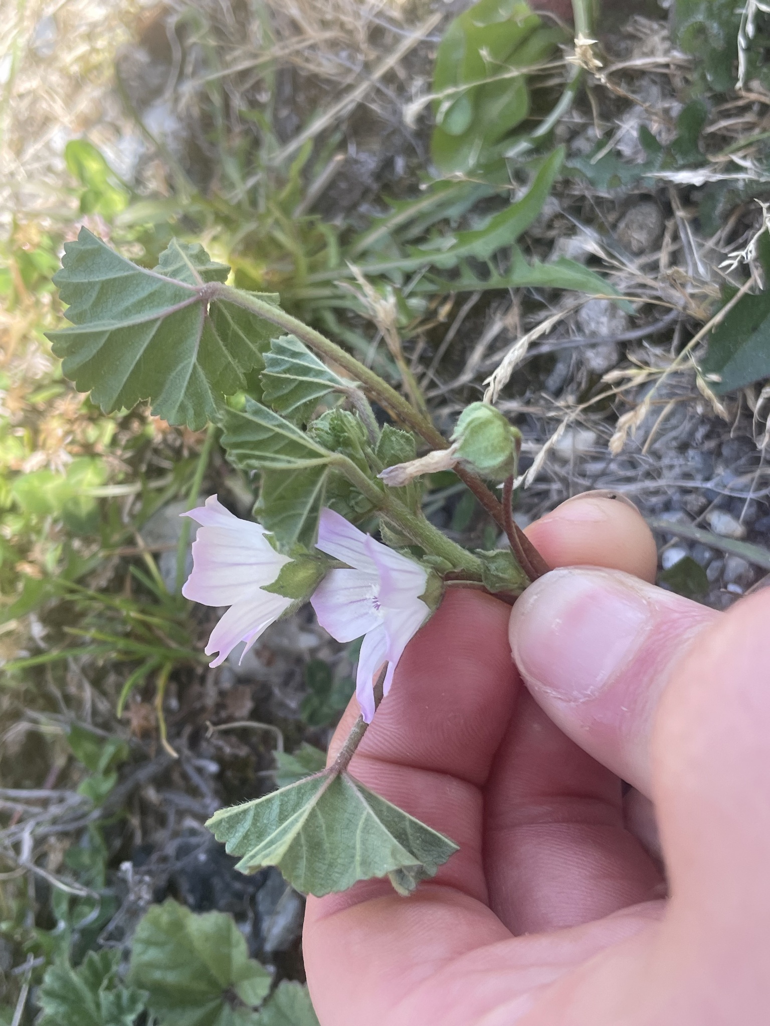 Imagem de Malva-branca