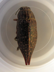 Dicerca tenebrica