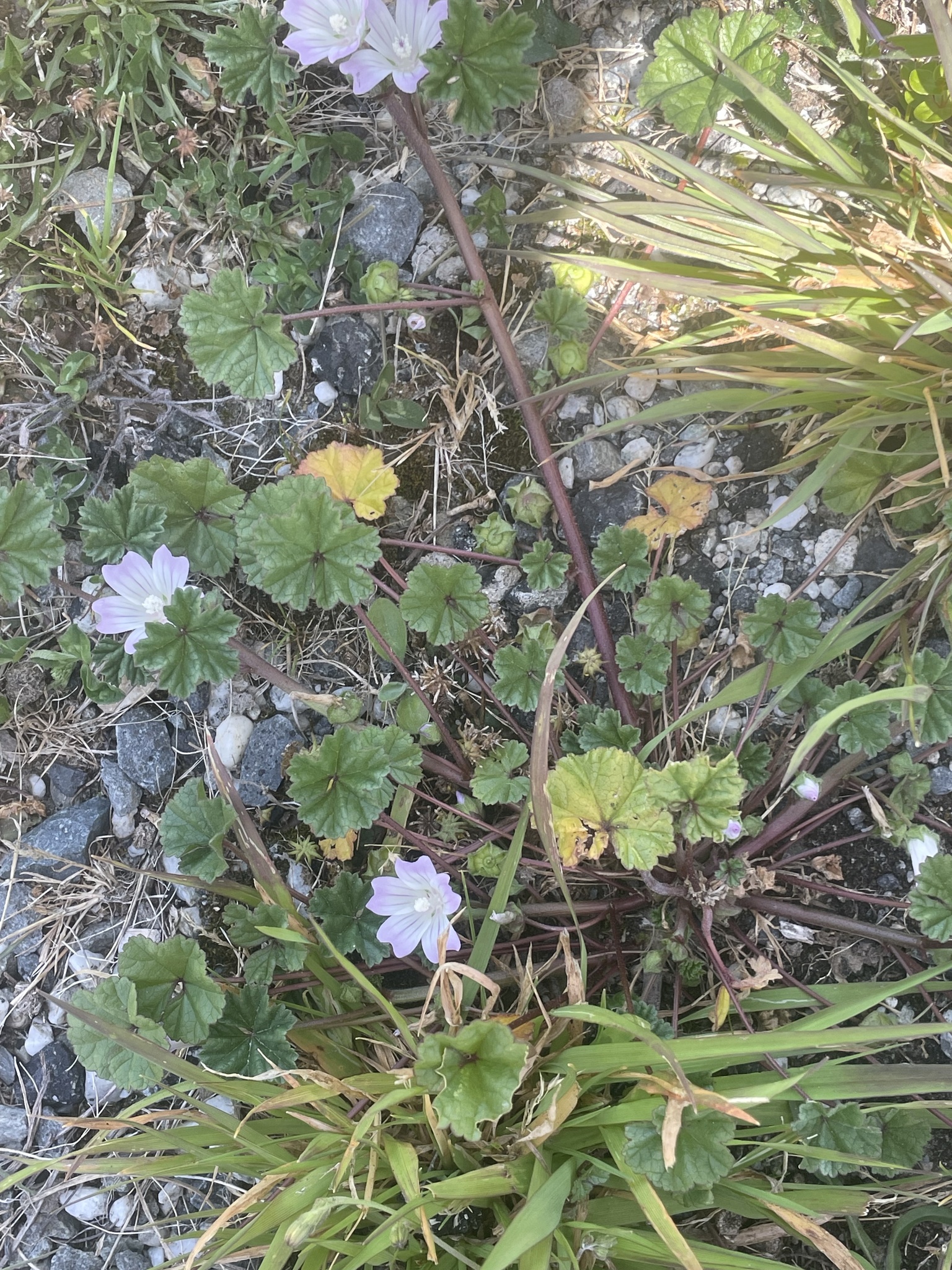 Imagem de Malva-branca