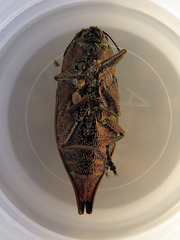 Dicerca tenebrica