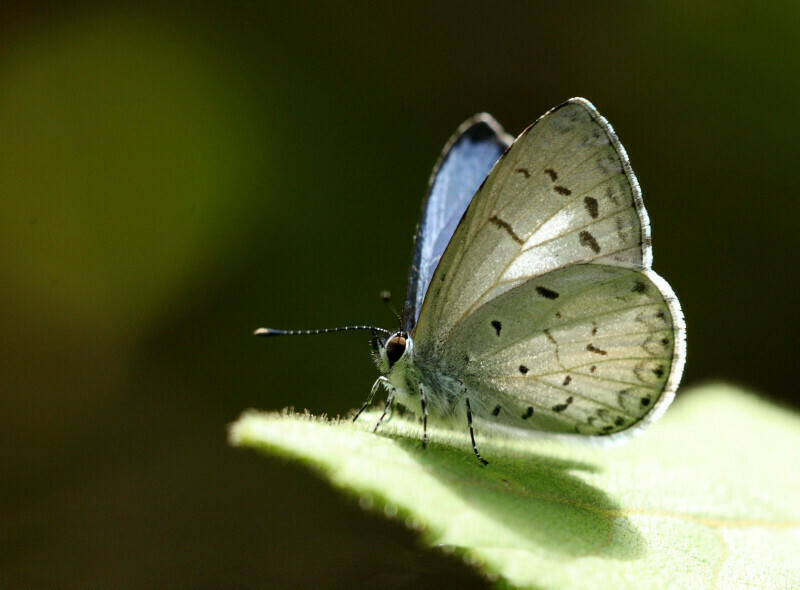 Celatoxia albidisca