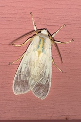 Halysidota tessellaris