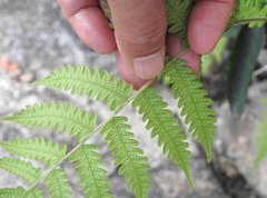 Christella parasitica