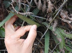 Christella parasitica