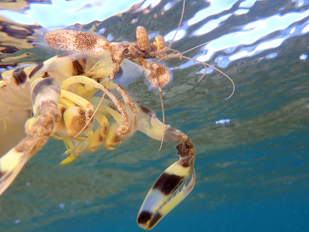 Photo of Spotted Mantis Shrimp (Lysiosquillina maculata)