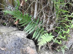 Christella parasitica
